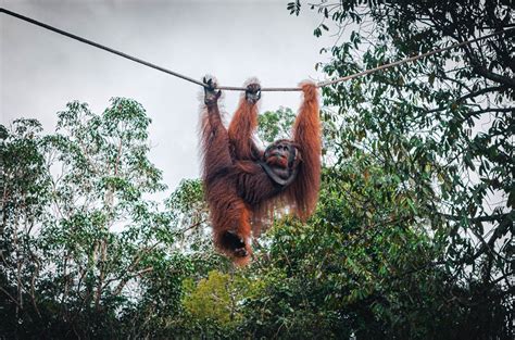  Orangutan Rehabilitation Centre: Virkisty ja Opi Borneossa!